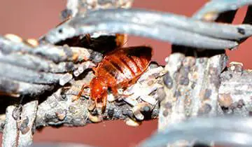 Polti Cimex Eradicator against bed bugs Vaporetto Eco Pro 3.0