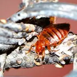 Polti Cimex Eradicator Plus sanitation and disinfection of bedbugs