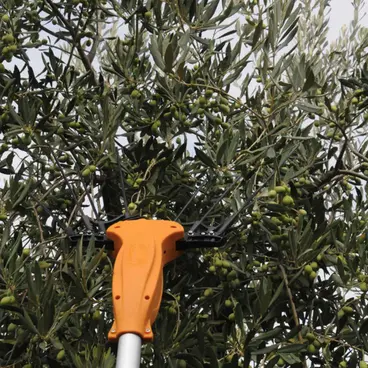 Volpi Olytech olive harvester